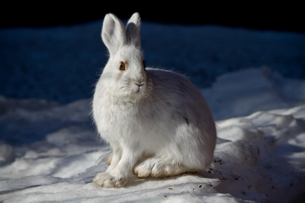 Snowshoe Hare Glossy Poster Picture Photo Print Banner Booma Prints