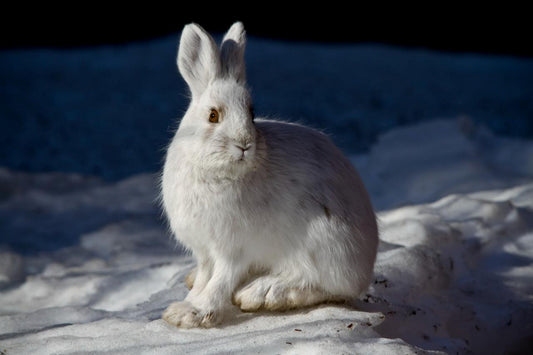 Snowshoe Hare Glossy Poster Picture Photo Print Banner Booma Prints