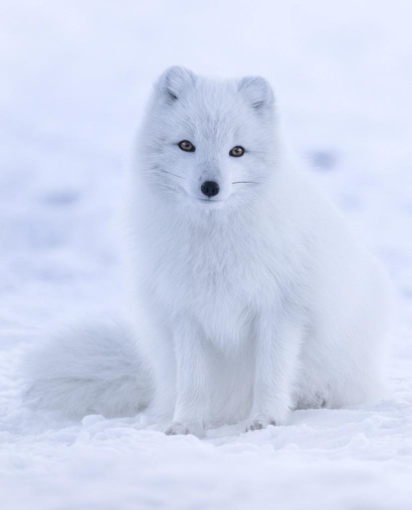 Arctic White Fox Glossy Poster Picture Photo Print Banner Booma Prints