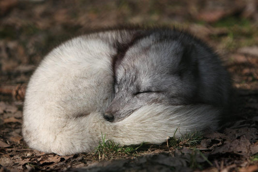 Arctic Gray Fox Poster Picture Photo Print Banner Booma Prints