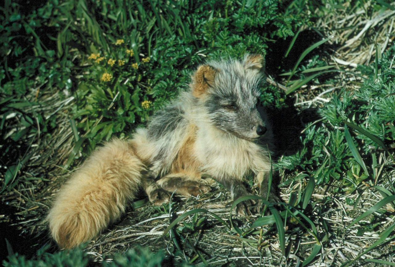 Arctic Fox Pup Kit In Grass Glossy Poster Picture Photo Print Banner Booma Prints