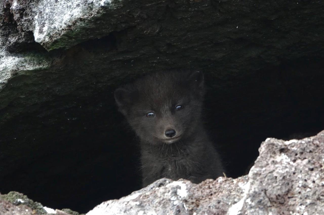 Arctic Fox Kit Pup Glossy Poster Picture Photo Print Banner Booma Prints