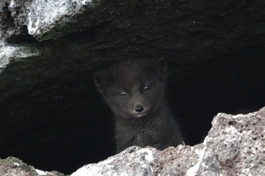Arctic Fox Kit Pup Glossy Poster Picture Photo Print Banner Booma Prints