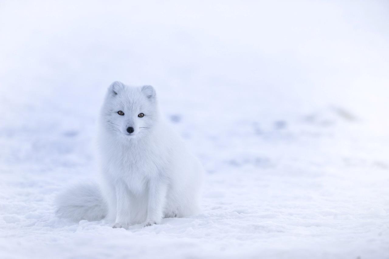 Fluffy Arctic Fox Glossy Poster Picture Photo Print Banner Booma Prints