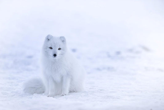 Fluffy Arctic Fox Glossy Poster Picture Photo Print Banner Booma Prints