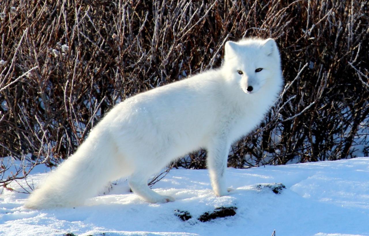 Arctic Polar Fox Glossy Poster Picture Photo Print Banner Booma Prints
