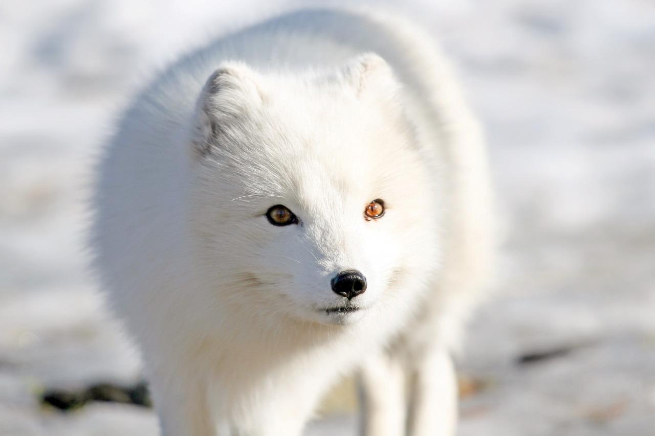 Arctic Snow Fox Glossy Poster Picture Photo Print Banner Booma Prints
