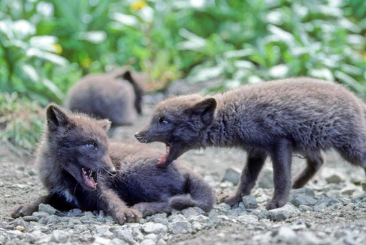 Arctic Fox Litter Of Pups Glossy Poster Picture Photo Print Banner Booma Prints