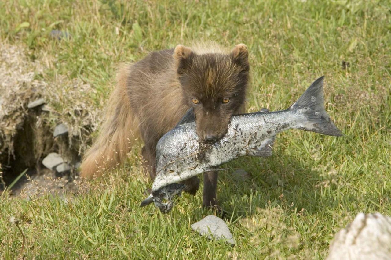 Arctic Fox Hunting In Summer Glossy Poster Picture Photo Print Banner Booma Prints