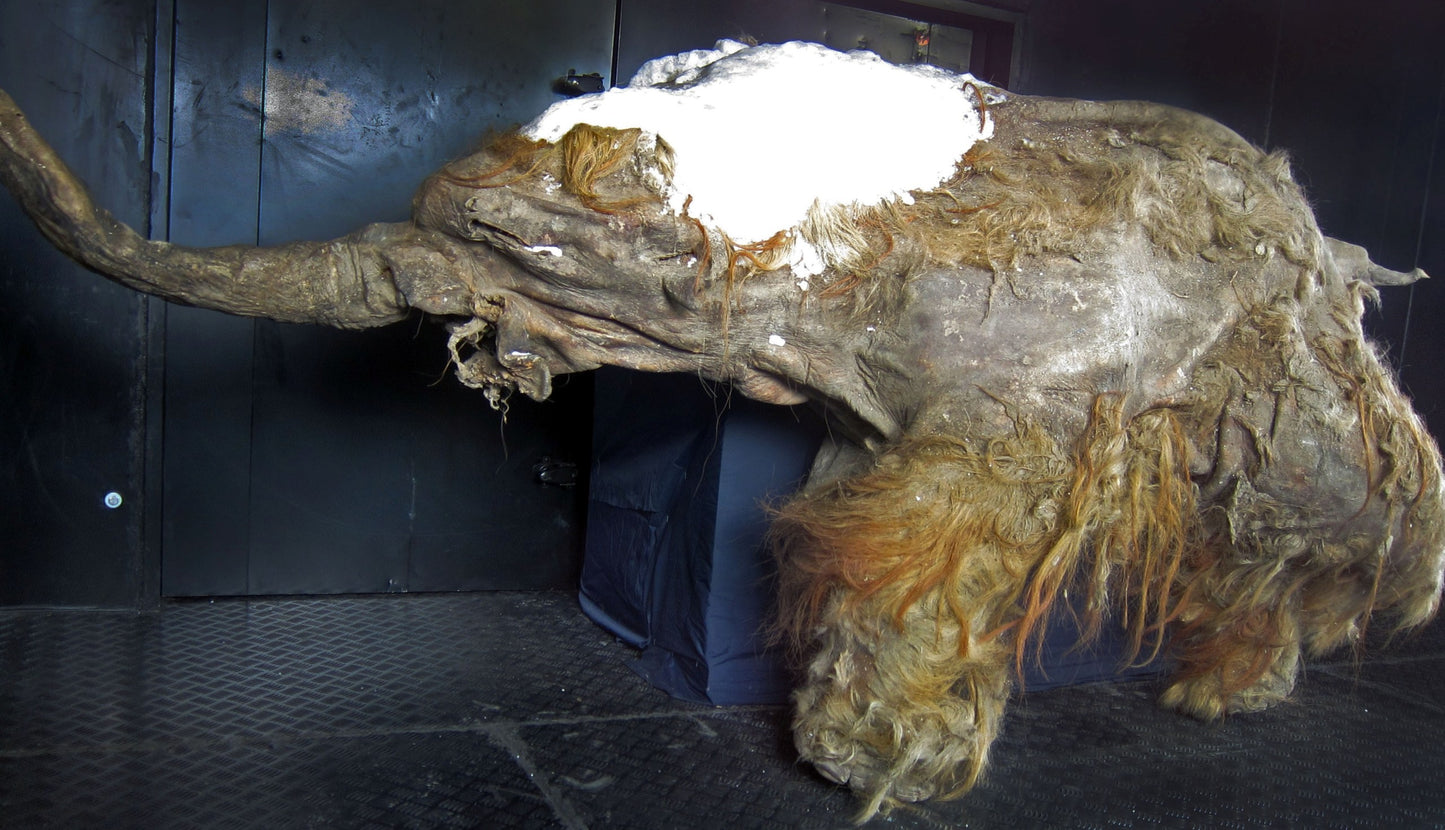 Yuka Preserved Woolly Mammoth Glossy Poster Picture Photo Print Banner Booma Prints