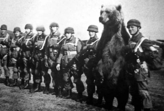 Wojtek Bear Ww1 Polish Army Glossy Poster Picture Photo Print Banner Booma Prints