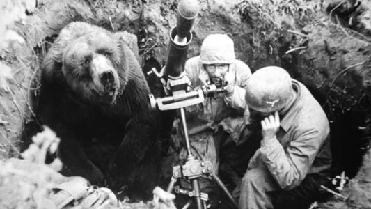Wojtek The Bear Polish Army Wwi Glossy Poster Picture Photo Print Banner Booma Prints