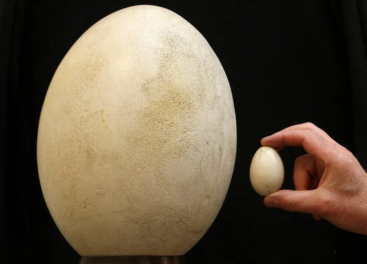 Elephant Bird Egg Comparison Glossy Poster Picture Photo Print Banner  Booma Prints