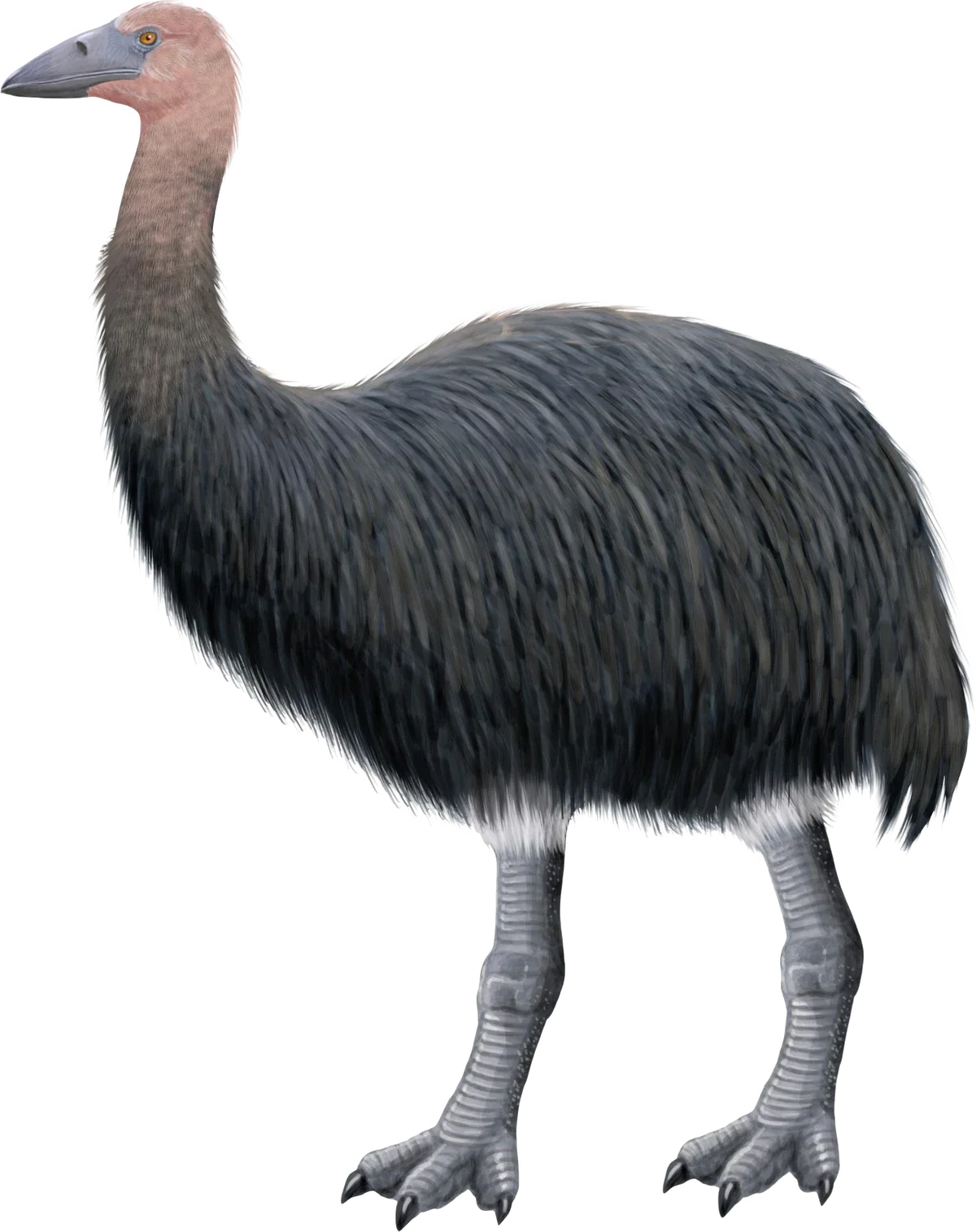 Elephant Bird Illustration Glossy Poster Picture Photo Print Banner  Booma Prints