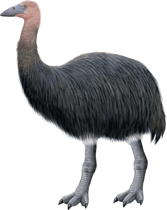 Elephant Bird Illustration Glossy Poster Picture Photo Print Banner  Booma Prints