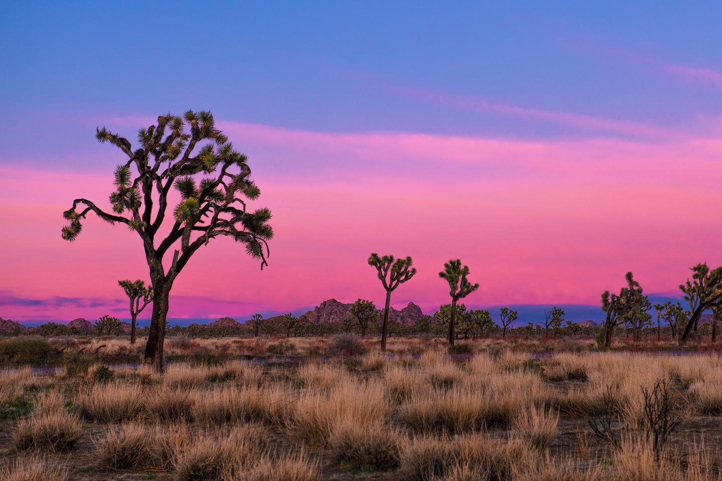 Joshua Tree Park California Glossy Poster Picture Photo Print Banner  Booma Prints