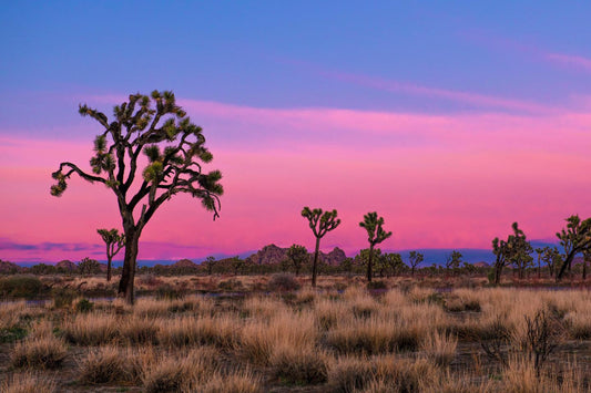 Joshua Tree Park California Glossy Poster Picture Photo Print Banner  Booma Prints