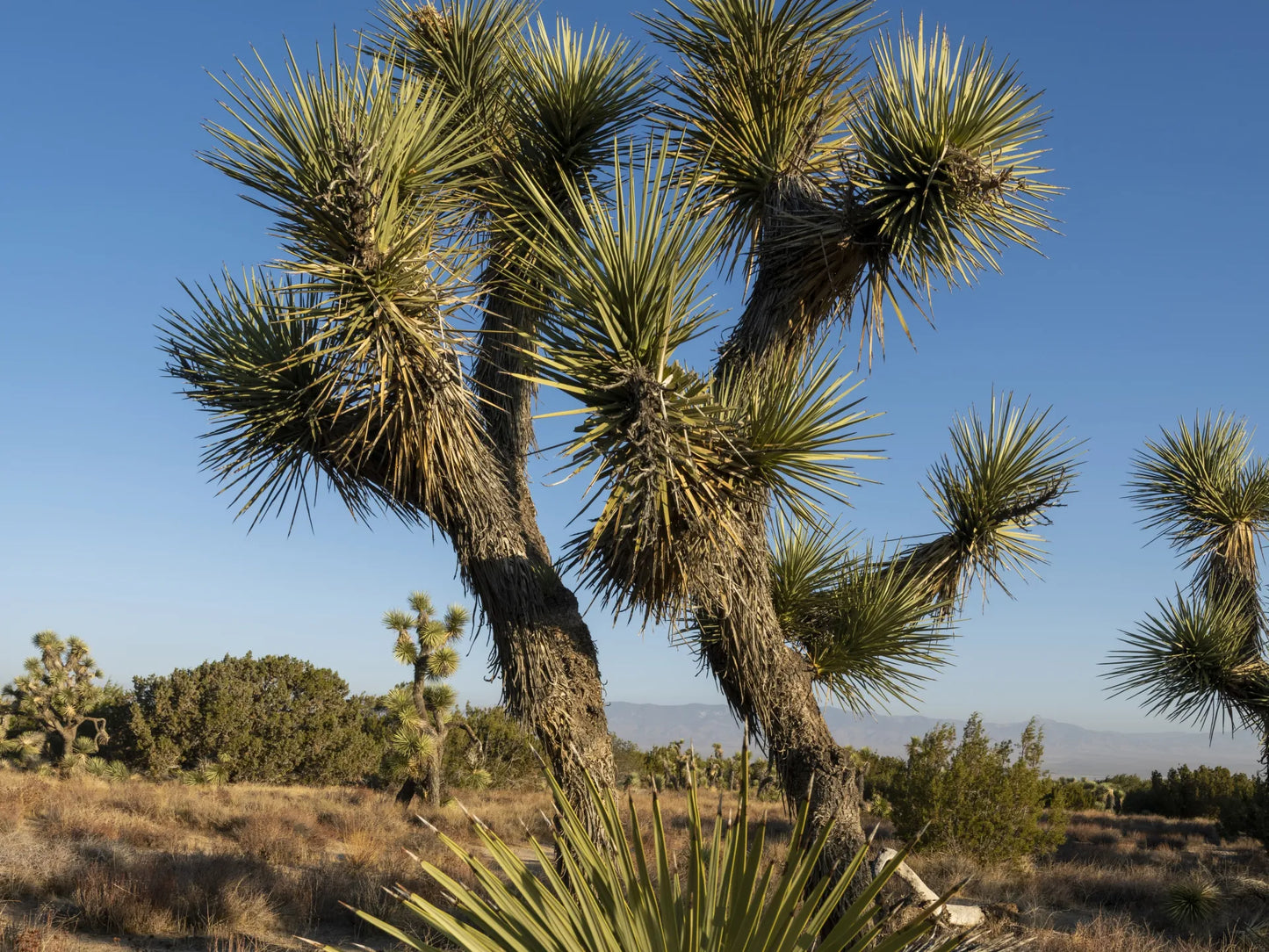 Joshua Tree Park Desert Glossy Poster Picture Photo Print Banner  Booma Prints