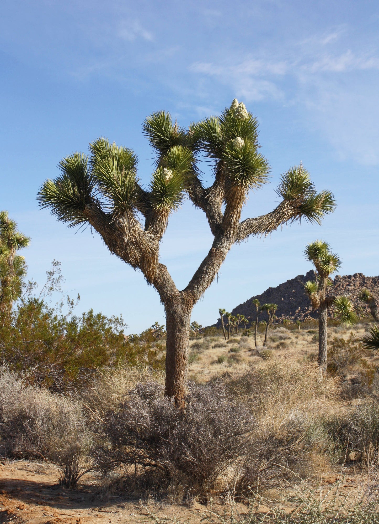Joshua Tree National Park Glossy Poster Picture Photo Print Banner  Booma Prints