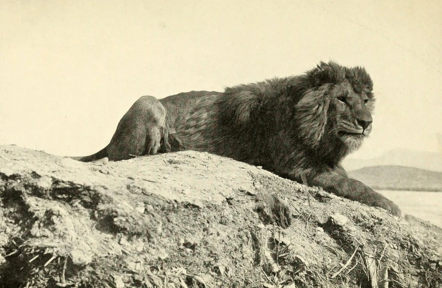 Barbary Lion North Africa Glossy Poster Picture Photo Print Banner  Booma Prints