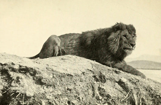 Barbary Lion North Africa Glossy Poster Picture Photo Print Banner  Booma Prints