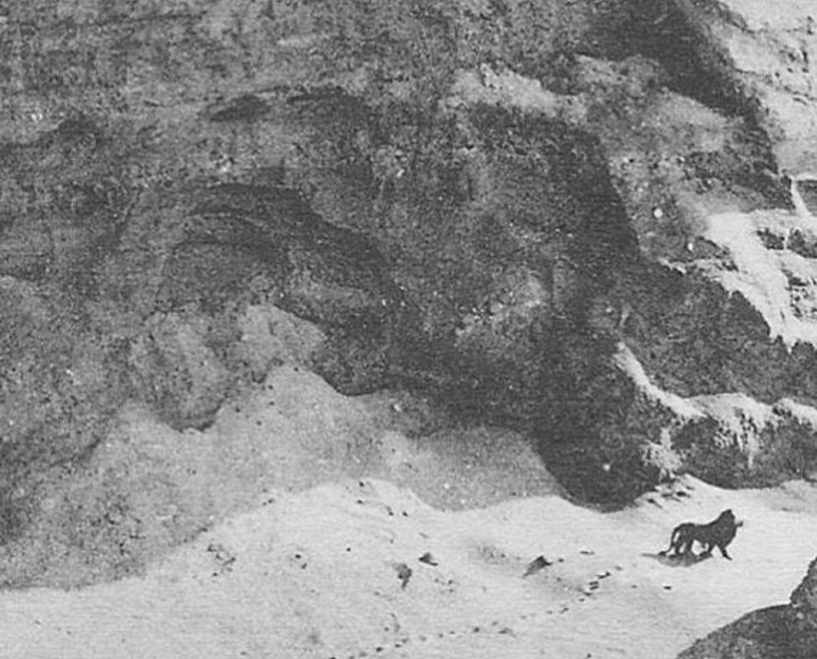 Last Barbary Lion Atlas Mountains Glossy Poster Picture Photo Print Banner  Booma Prints