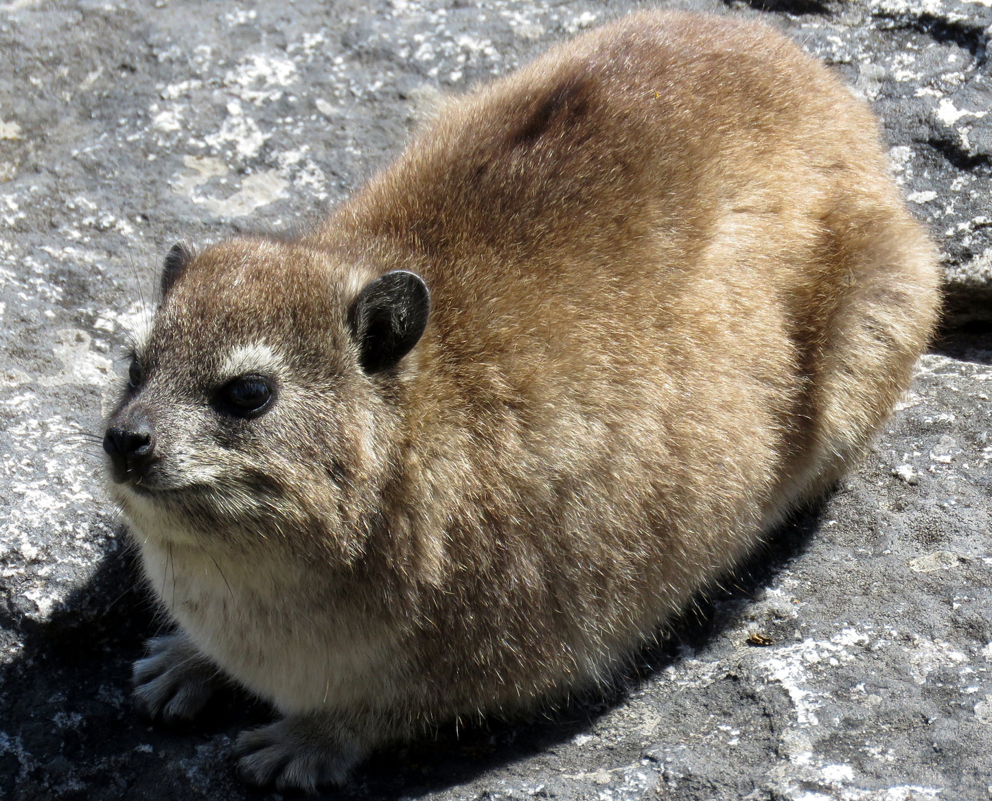 Hyrax Rock Rabbit Glossy Poster Picture Photo Print Banner  Booma Prints