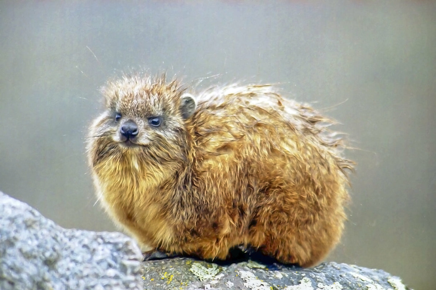 Hyrax Mammal Glossy Poster Picture Photo Print Banner  Booma Prints
