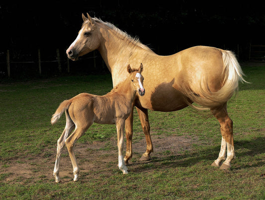 Palomino Horse And Foal Glossy Poster Picture Photo Print Banner  Booma Prints