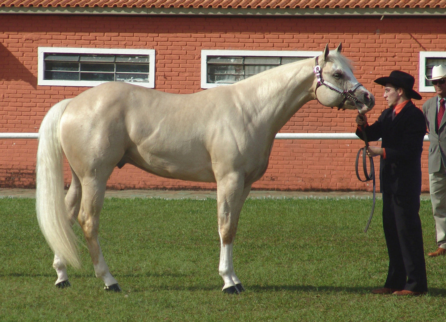 Palomino Horse And Trainer Glossy Poster Picture Photo Print Banner  Booma Prints