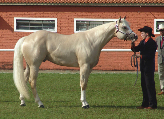 Palomino Horse And Trainer Glossy Poster Picture Photo Print Banner  Booma Prints