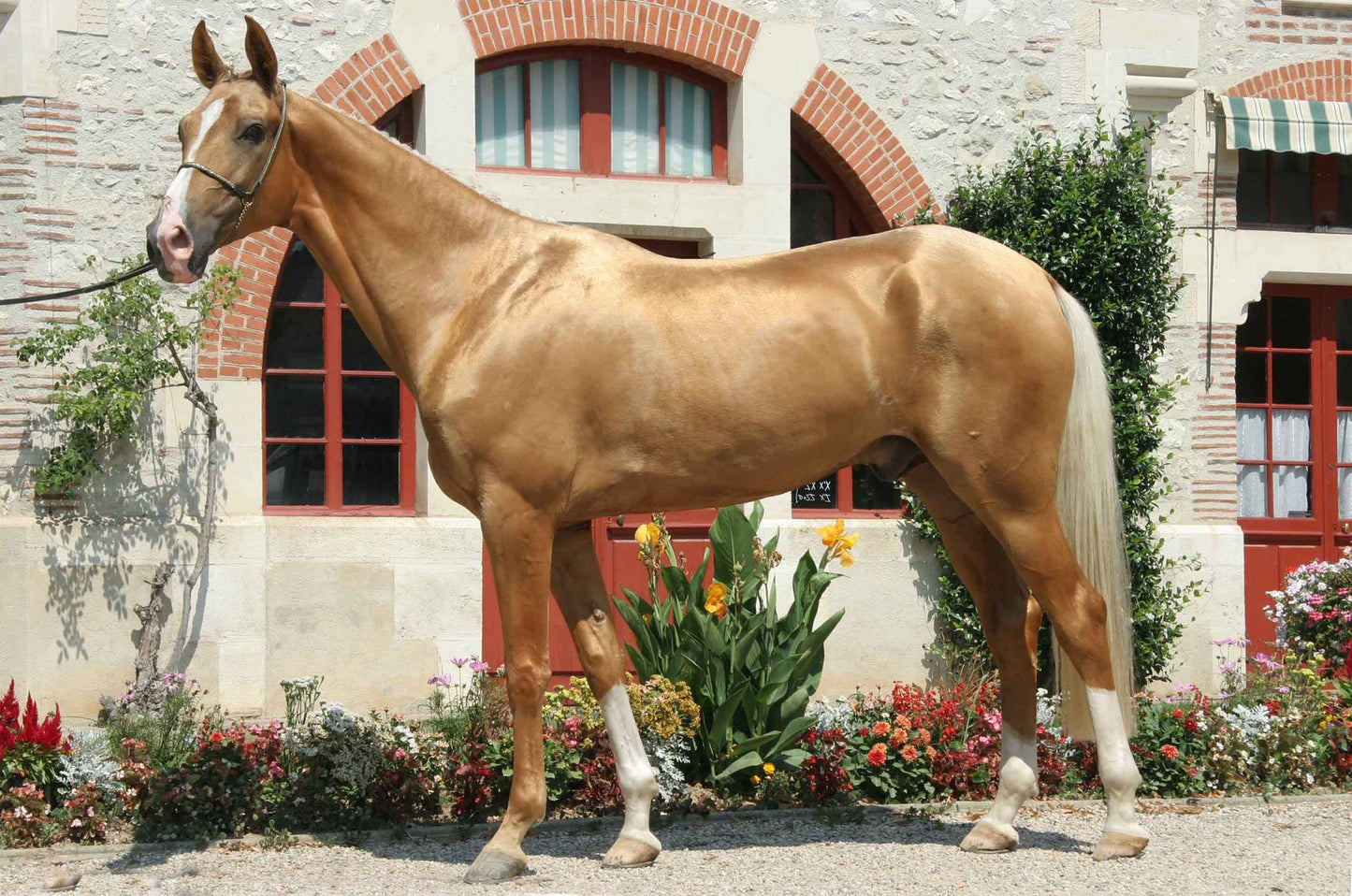 Palomino Horse Coat Color Glossy Poster Picture Photo Print Banner  Booma Prints