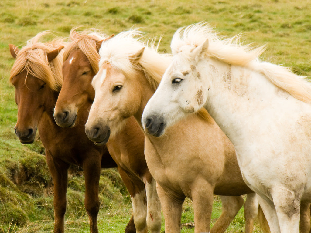 Palomino Horses Light Coat Color Glossy Poster Picture Photo Print Banner  Booma Prints
