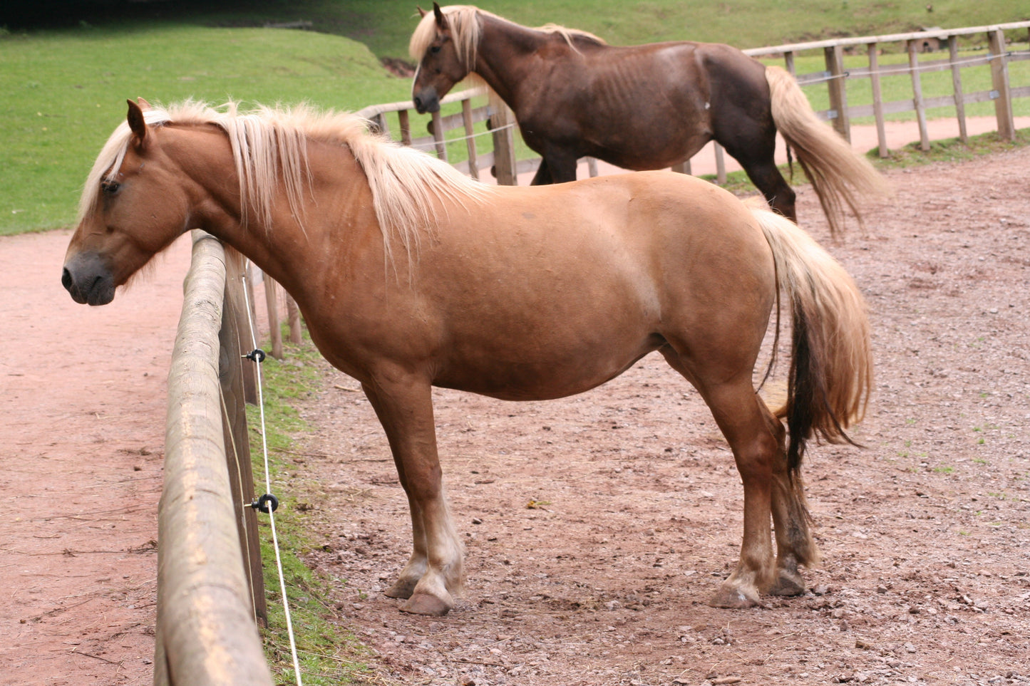 Palomino Horses In Stable Glossy Poster Picture Photo Print Banner  Booma Prints