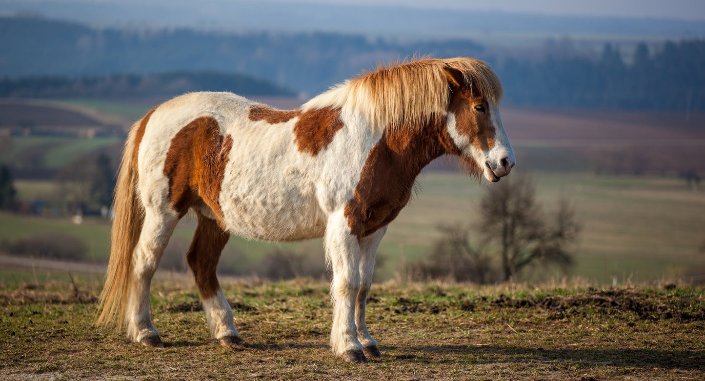 Pinto Horse Coat Color Glossy Poster Picture Photo Print Banner  Booma Prints
