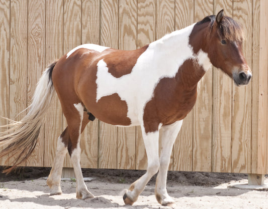 Pinto Horse Coat Color Patches Glossy Poster Picture Photo Print Banner  Booma Prints