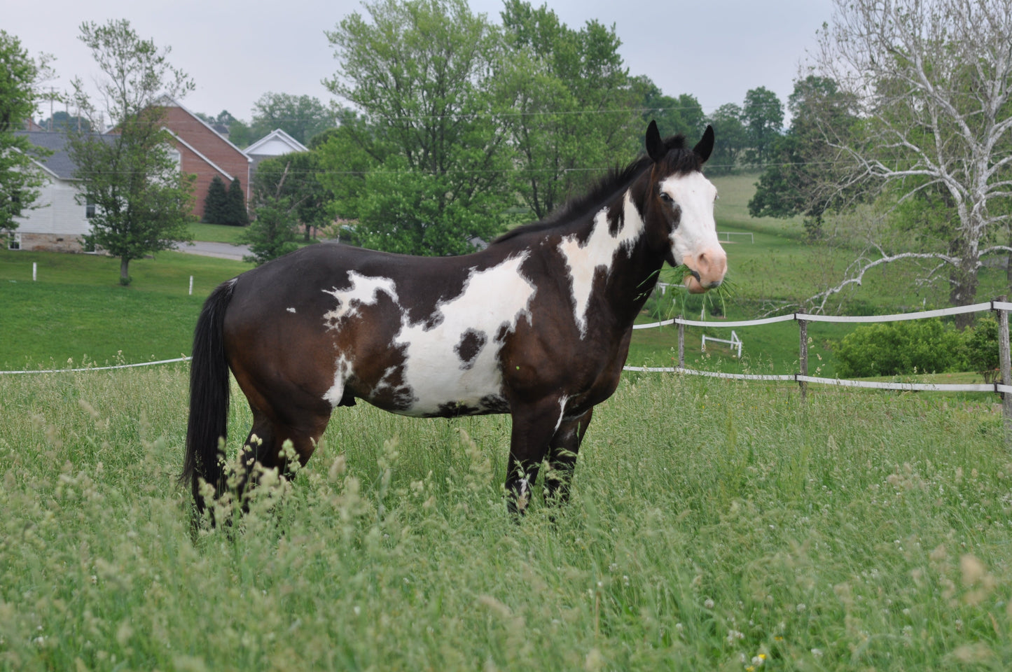 Pinto Horse Color Black And White Glossy Poster Picture Photo Print Banner  Booma Prints
