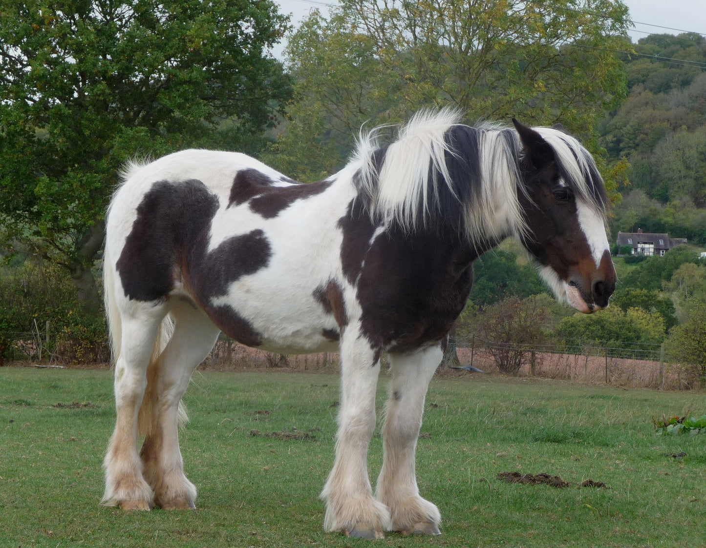 Pinto Horse Black And White Coat Glossy Poster Picture Photo Print Banner  Booma Prints