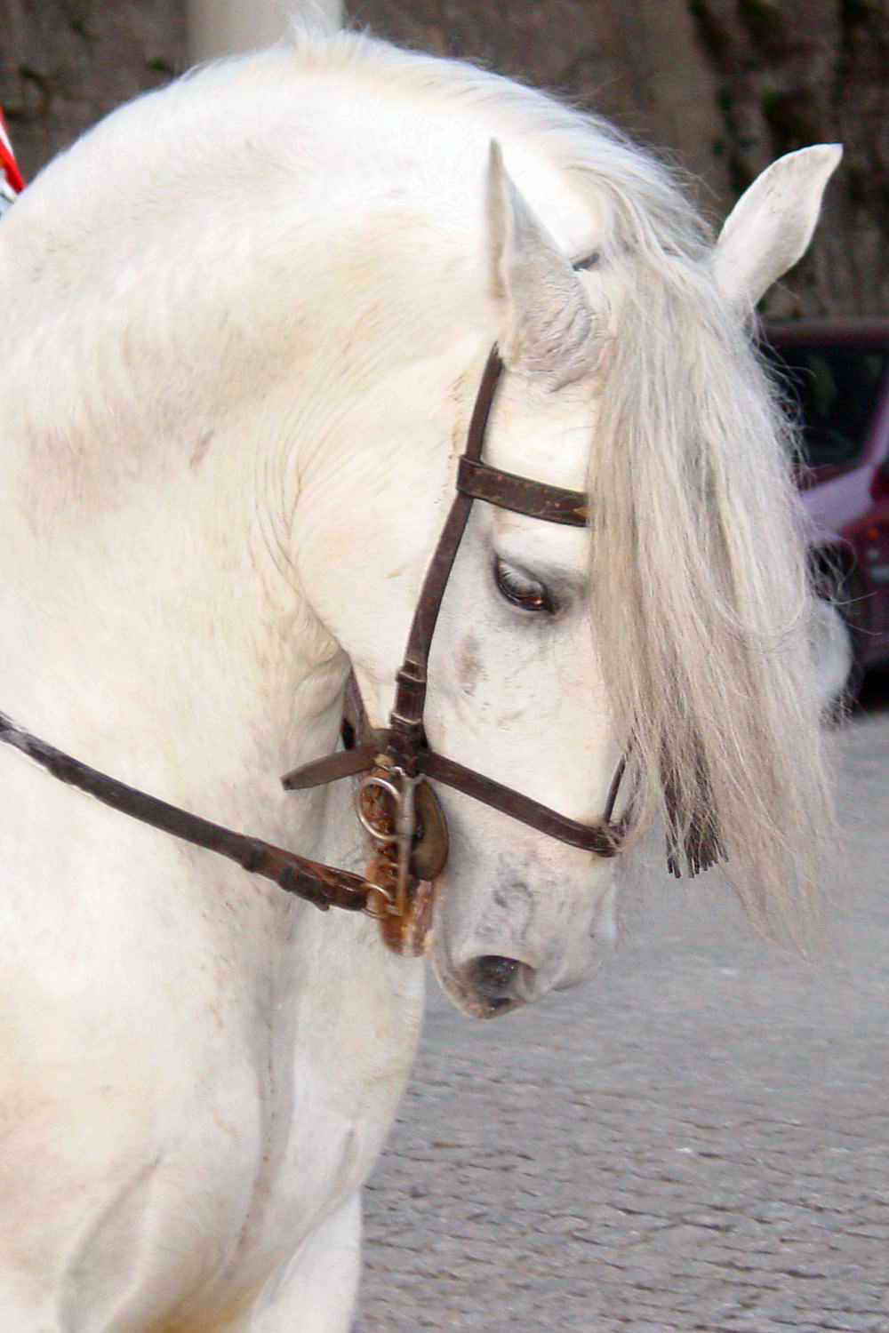 White Horse Coat Color Glossy Poster Picture Photo Print Banner  Booma Prints