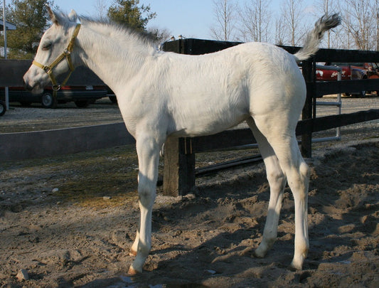 White Horse Coat Breed Glossy Poster Picture Photo Print Banner  Booma Prints