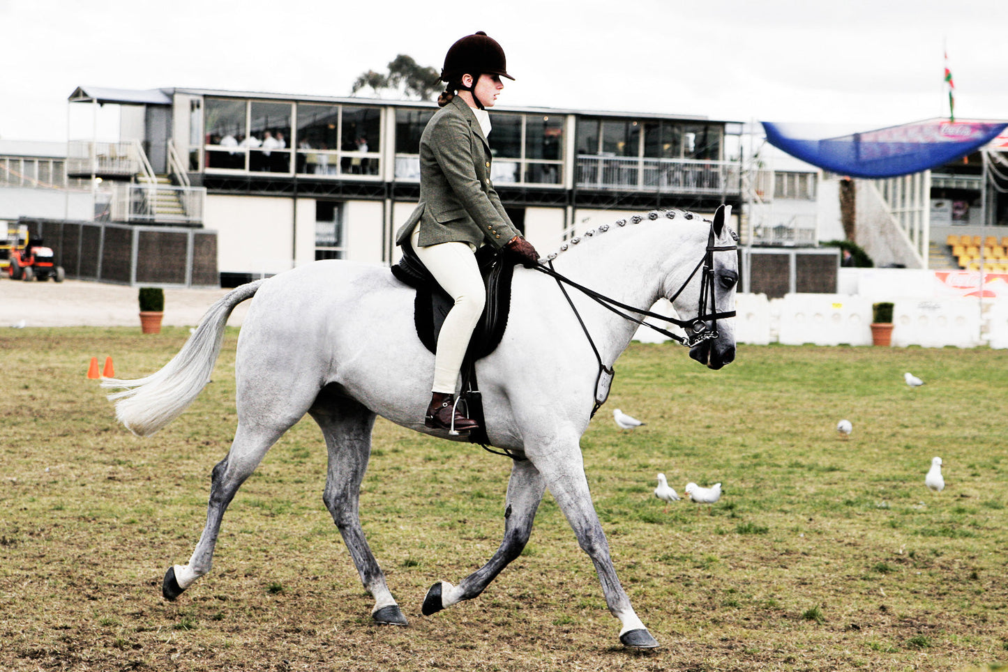 Australian Pony Glossy Poster Picture Photo Print Banner  Booma Prints