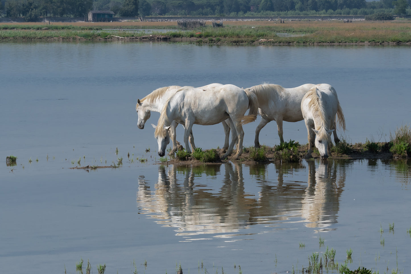Camargue Horse Pony Ponies Glossy Poster Picture Photo Print Banner  Booma Prints