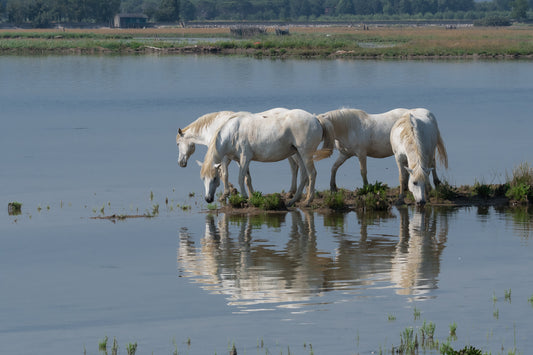 Camargue Horse Pony Ponies Glossy Poster Picture Photo Print Banner  Booma Prints