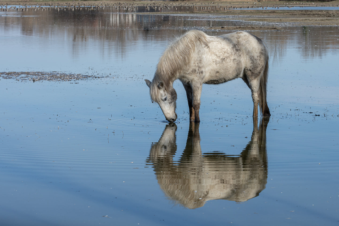 Camargue Horse Pony Glossy Poster Picture Photo Print Banner  Booma Prints