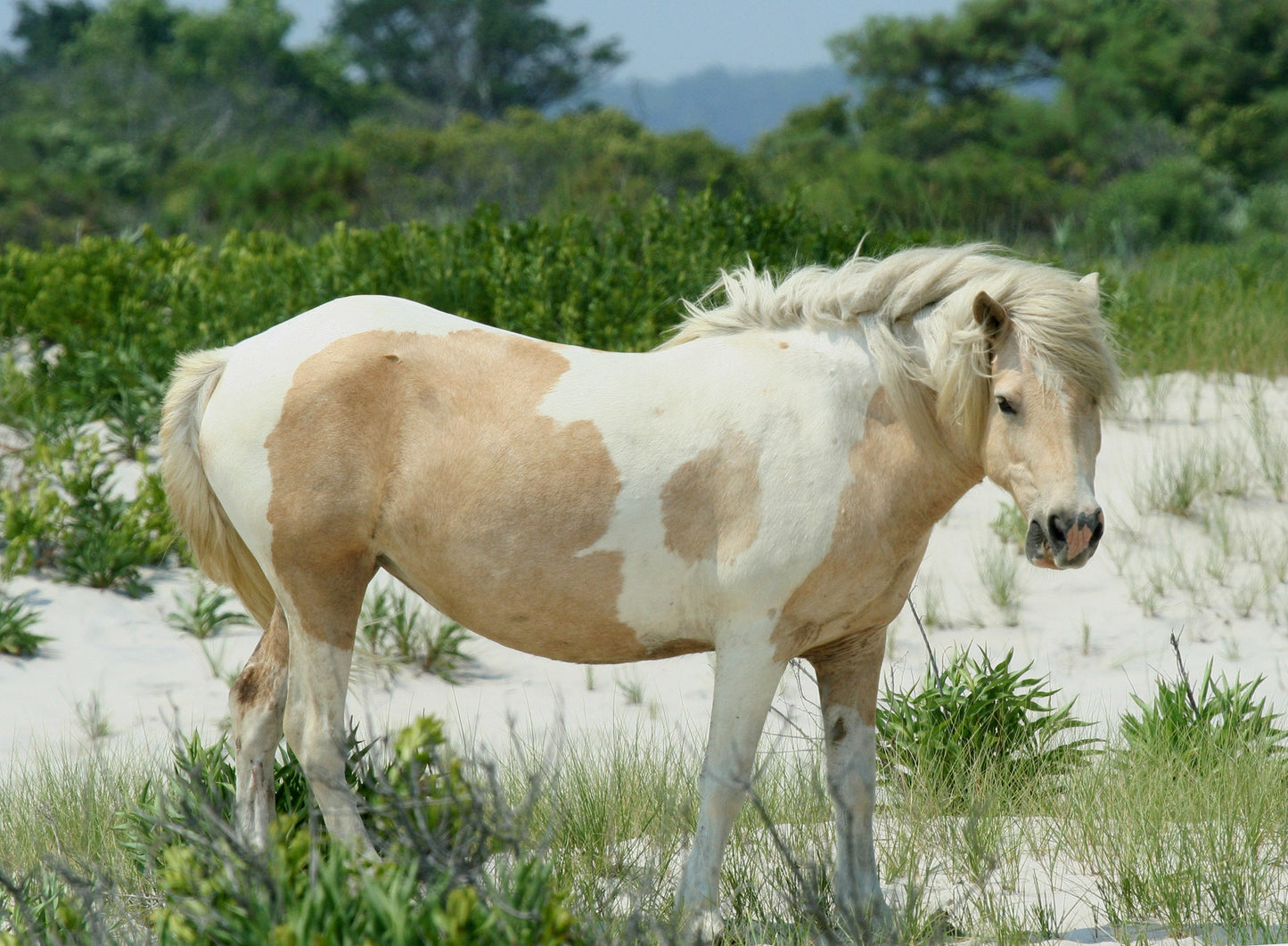 Chincoteague Pony Glossy Poster Picture Photo Print Banner  Booma Prints