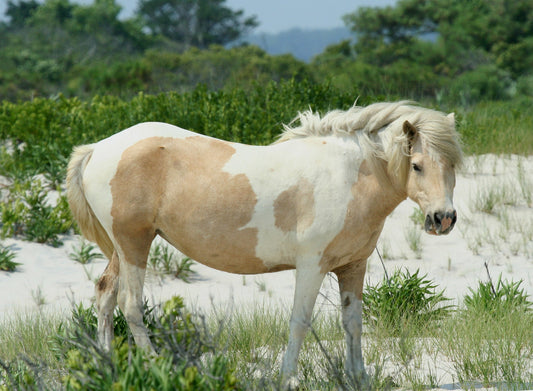 Chincoteague Pony Glossy Poster Picture Photo Print Banner  Booma Prints