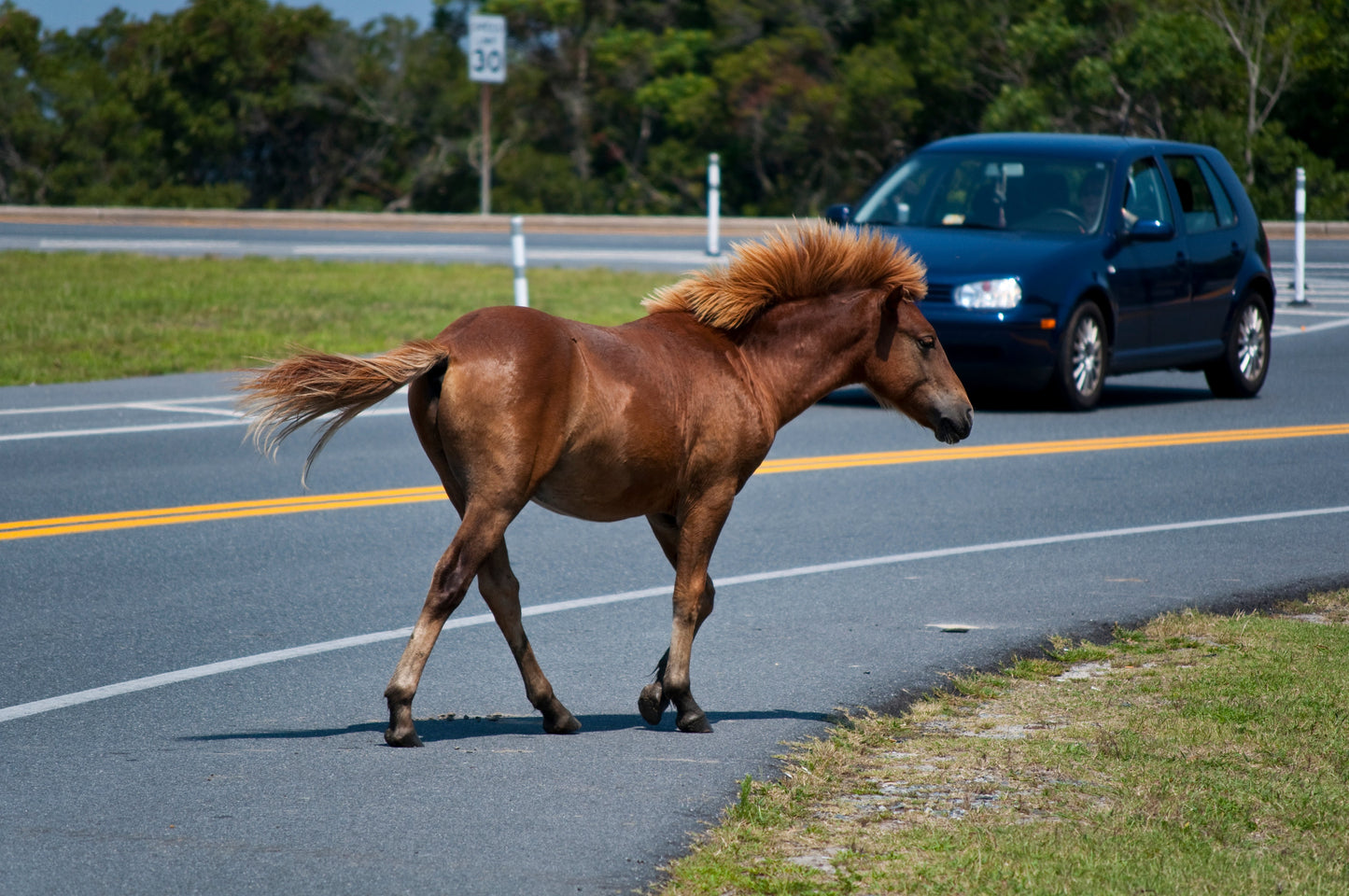 Chincoteague Pony Road Glossy Poster Picture Photo Print Banner  Booma Prints