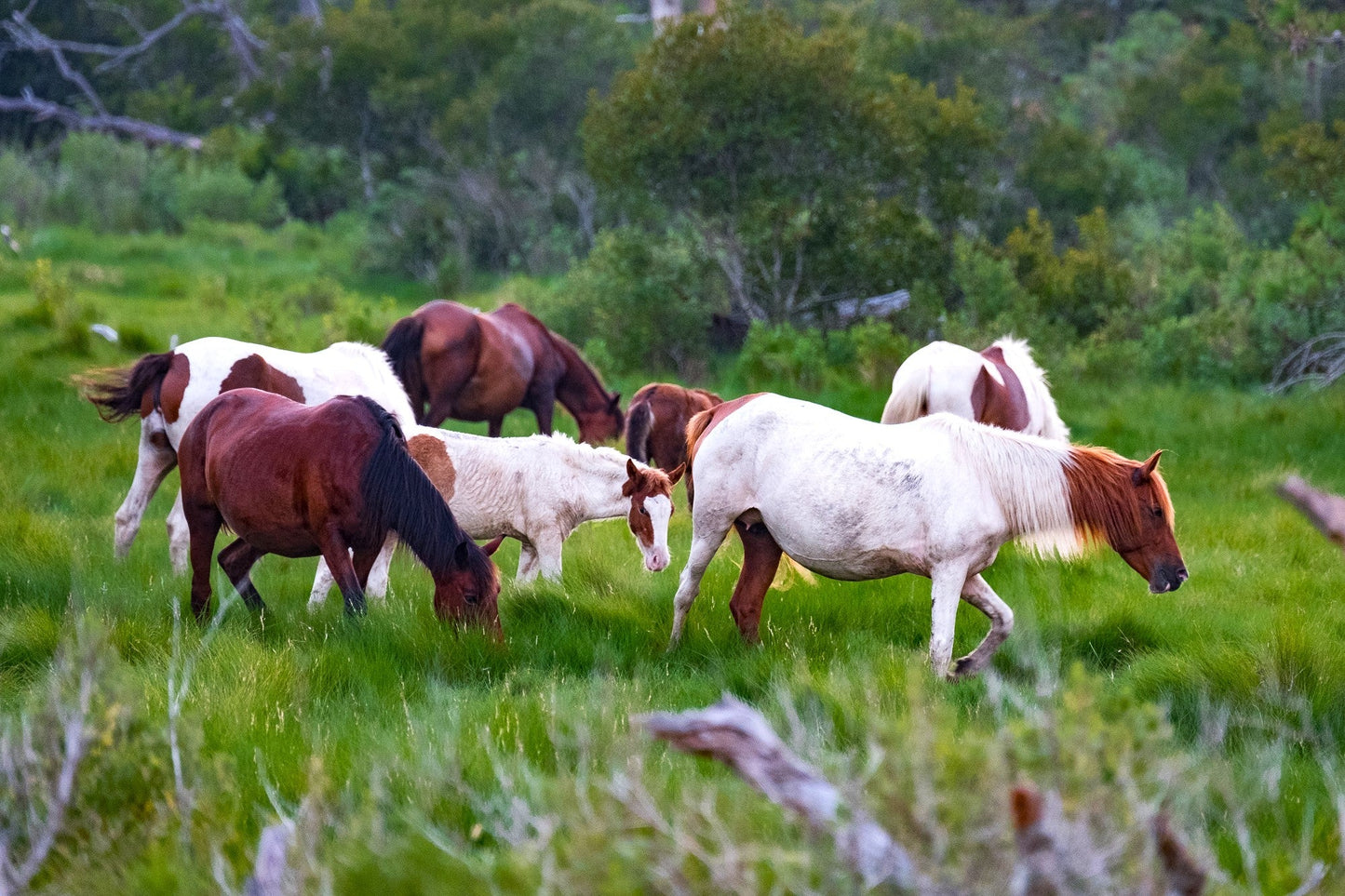 Chincoteague Pony Ponies Glossy Poster Picture Photo Print Banner  Booma Prints