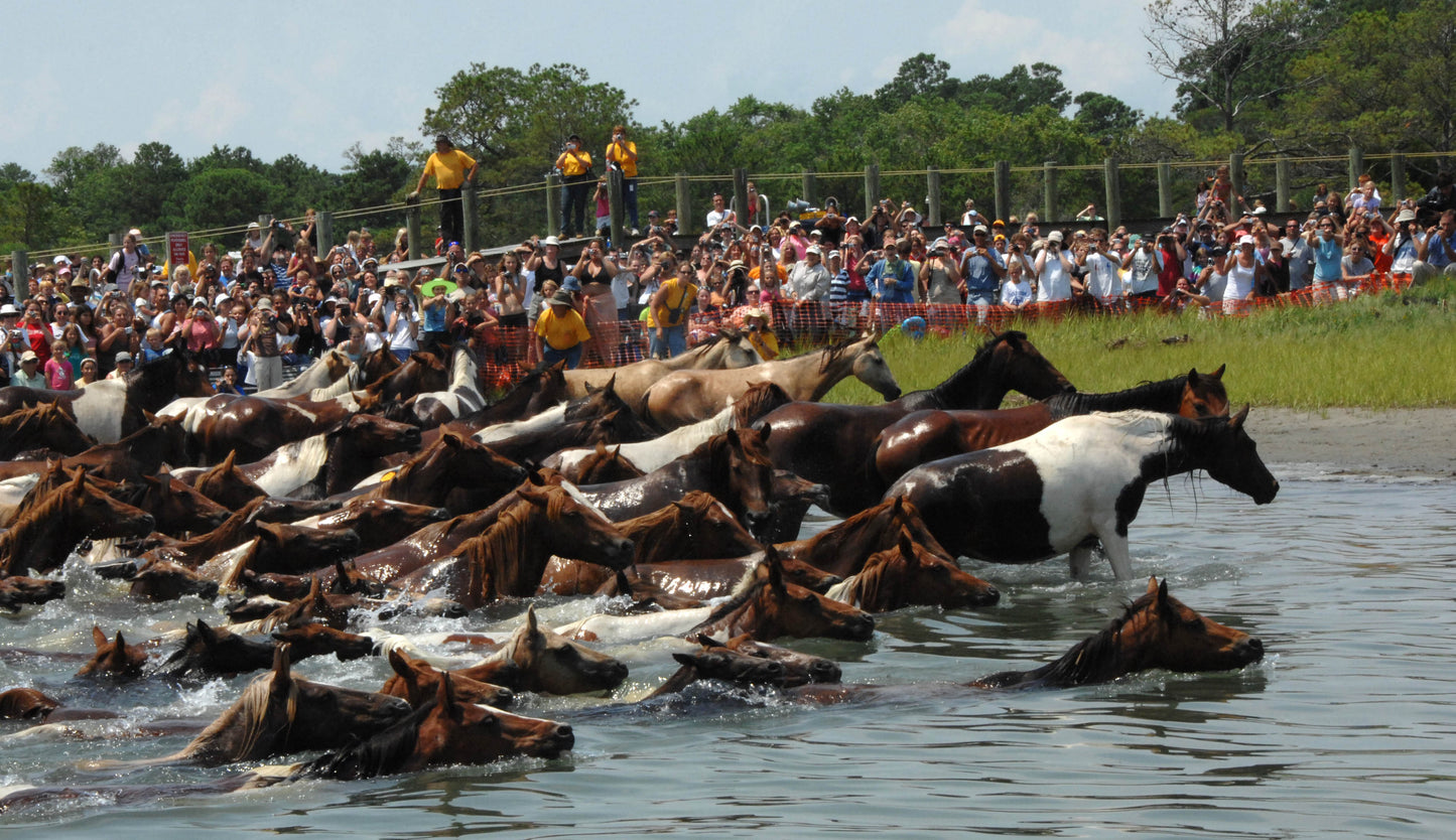 Chincoteague Pony Ponies Swim Glossy Poster Picture Photo Print Banner  Booma Prints