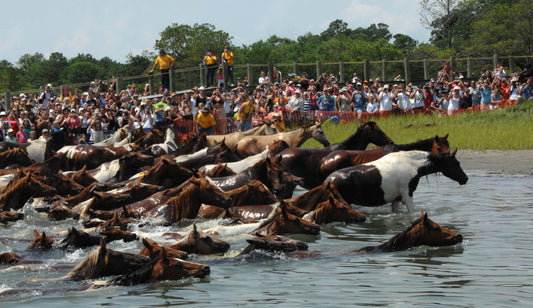 Chincoteague Pony Ponies Swim Glossy Poster Picture Photo Print Banner  Booma Prints